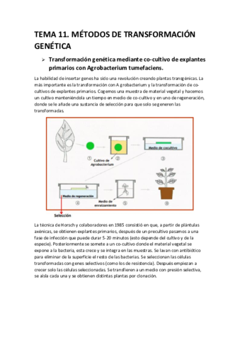 tema-11-bioteg-veg.pdf