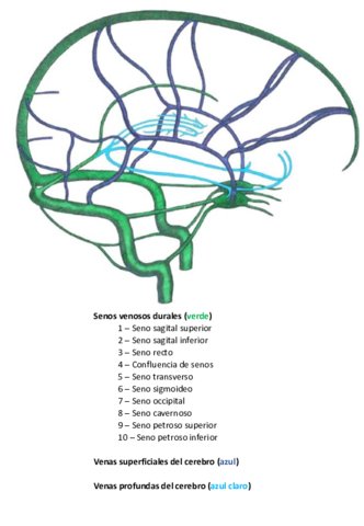 Ssitema-vascular.pdf