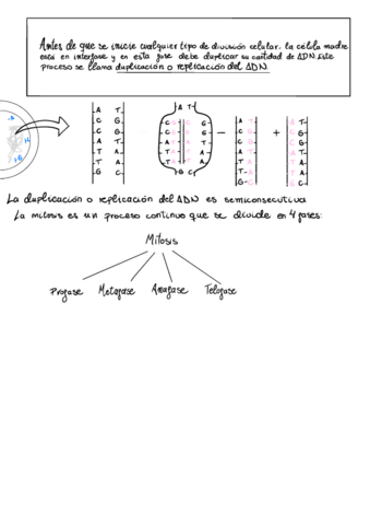 Duplicación o Replicación del ADN