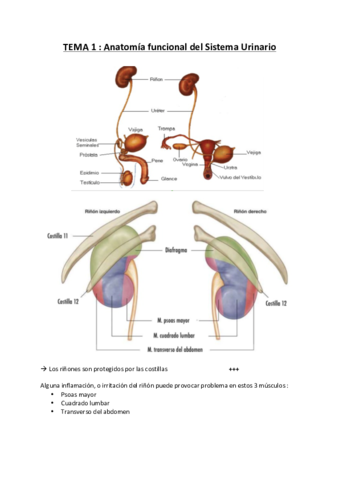 Tema-1.pdf