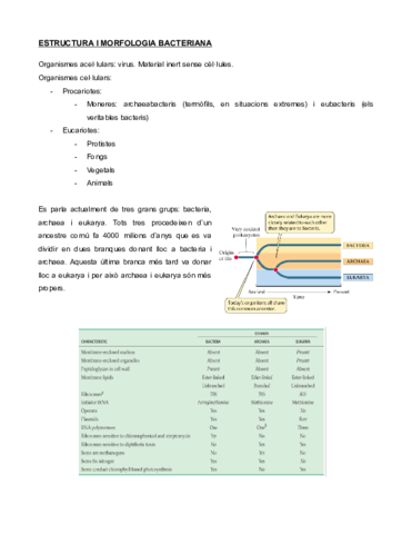 ESTRUCTURA-I-MORFOLOGIA-BACTERIANA-Documentos-de-Google.pdf