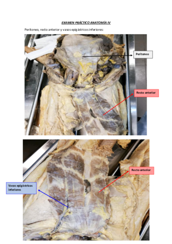 Examen-practico-anatomia-IV.pdf