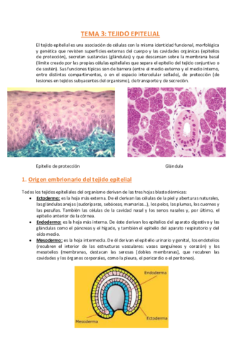 TEMA-3-Histologia.pdf