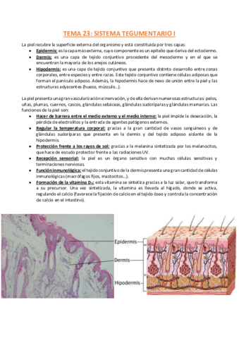 TEMA-23-Histologia.pdf
