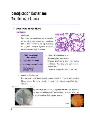Identificacion-bacteriana.pdf