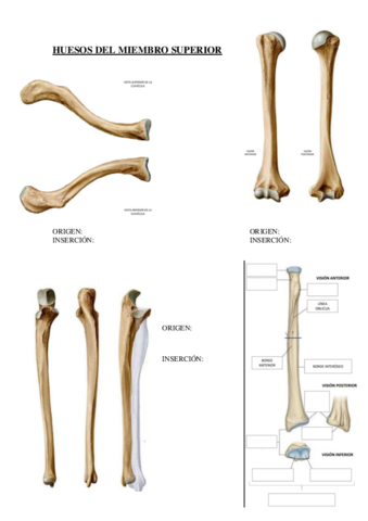EXAMEN-ANATOMIA-LAMINAS.pdf