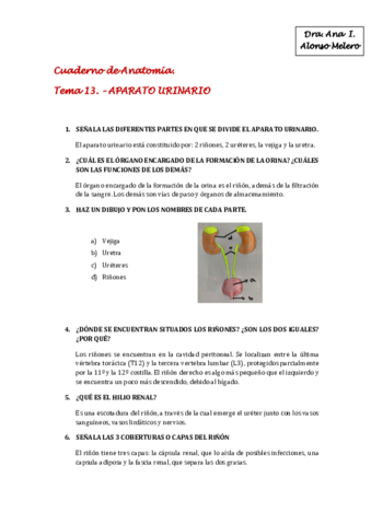 TEMA-13-APARATO-URINARIO.pdf