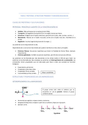 TEMA-2-PROTEINAS-ESTRUCTURA-PRIMARIA-Y-FUNCIONES-BIOLOGICAS.pdf