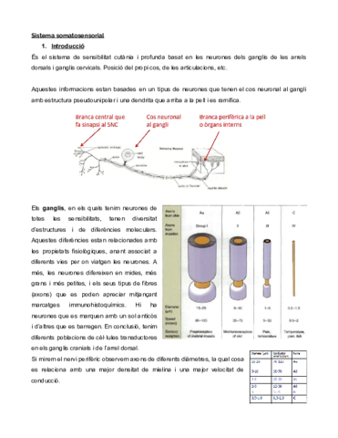 Sistema-somatosensorial-Documentos-de-Google.pdf