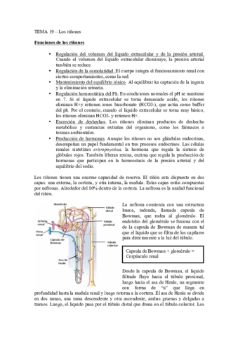 Los riñones.pdf