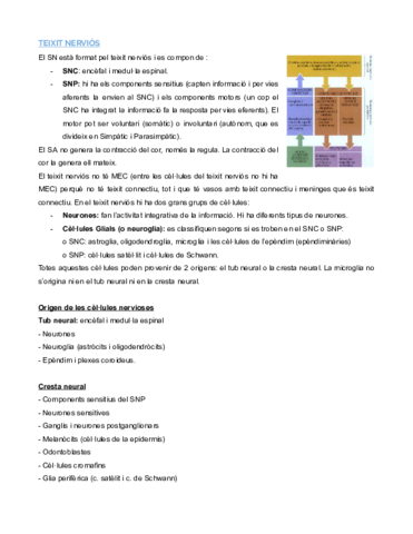 TEIXIT-NERVIOS-Documentos-de-Google.pdf