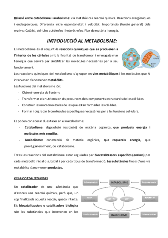 EL-METABOLISME.pdf