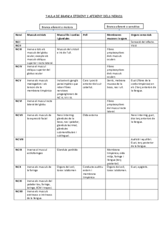 UF1-TAULA-ESQUEMATICA-NERVIS.pdf