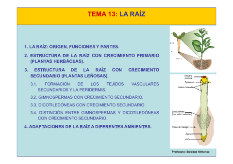 Tema13-La Raíz.pdf