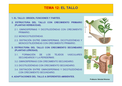 Tema12-El Tallo.pdf