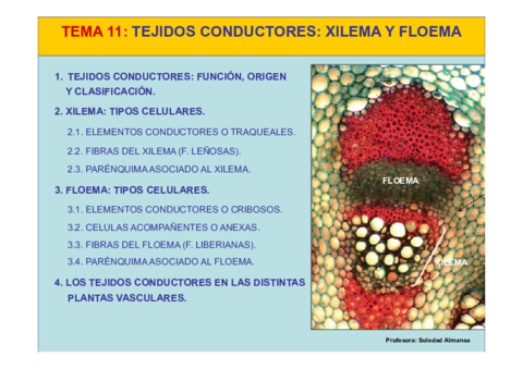 Tema11-Tejidos conductores xilema y floema.pdf