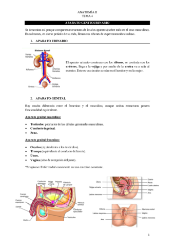 TEMA-4-ANATOMIA-II.pdf