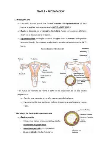 TEMA-2-fecundacion.pdf