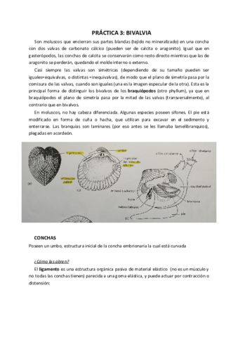 Práctica 3. Bivalvia