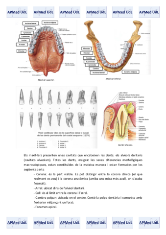14 (III). Sistema digestiu.pdf