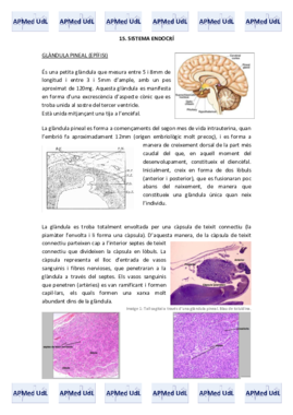 15 (I). Sistema endocrí.pdf