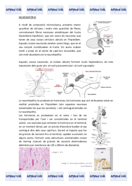 15 (II). Sistema endocrí.pdf