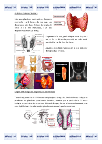 15 (III). Sistema endocrí.pdf