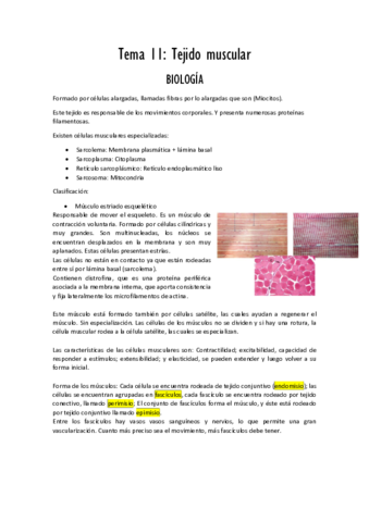 Tema 11 tejido muscular PDF.pdf