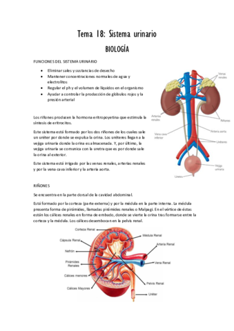 Tema 18 Sistema urinario PDF.pdf