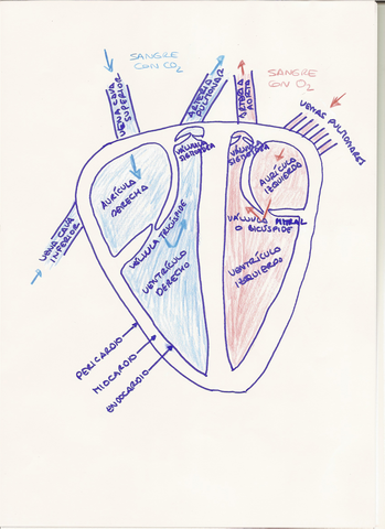 Anatomia-corazon.jpg