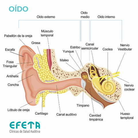 oido-r.png
