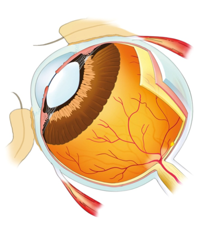 ojo.png