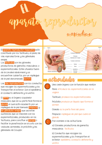 ficha-3.pdf