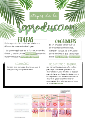 Etapas-de-la-reproduccion.pdf