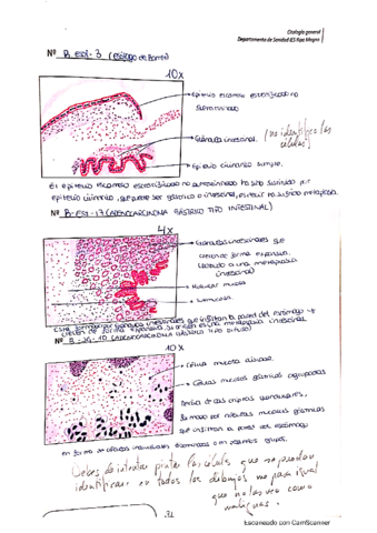 histopatologia-digestivo.pdf
