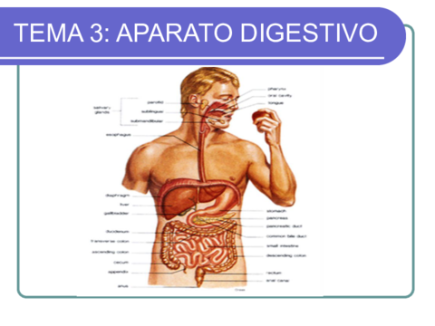 aparatodigestivo.pdf