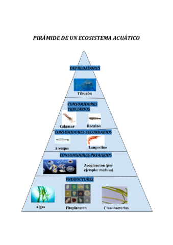 piramide-1.pdf