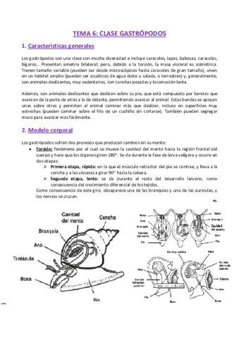 TEMA-6-Zoologia.pdf