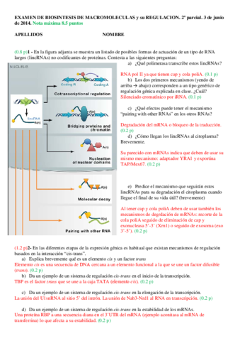 Examen-de-Biosintesis-de-Macromoleculas-del-2014-2o-parcial.pdf