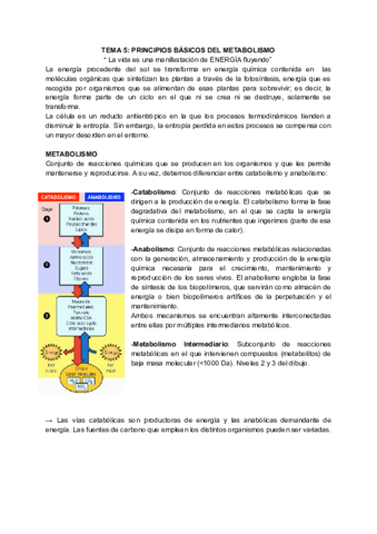TEMA-5-PRINCIPIOS-BASICOS-DEL-METABOLISMO-Documentos-de-Google.pdf