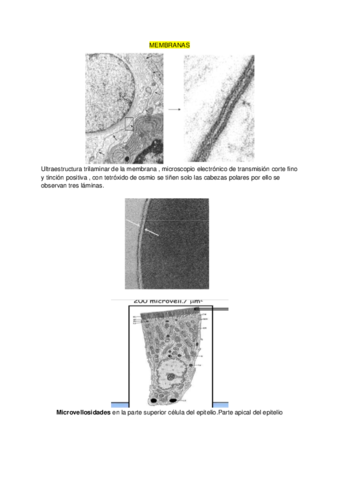 microscopia.pdf