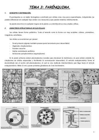 TEMA-3.pdf