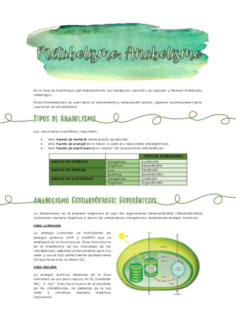 ANABOLISMO-Y-EJERCICIOS.pdf