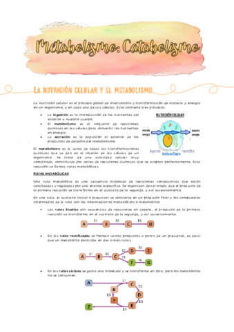 CATABOLISMO-Y-EJERCICIOS-COMPLETOS.pdf