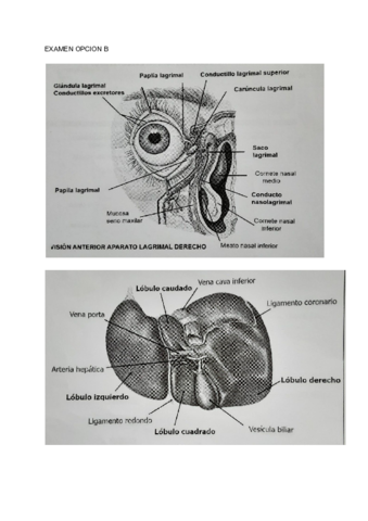 LAMINAS-EXAMEN-ANATOMIA-ENERO-2020.pdf