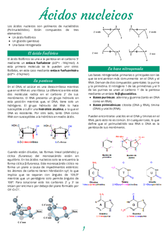 APUNTES-BMA-Tema-2-Acidos-Nucleicos.pdf