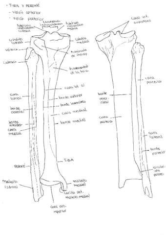pdf-huesos-y-sistemas-2.pdf
