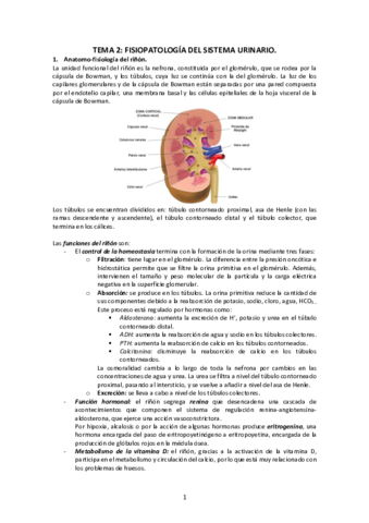 Tema-2-Fisiopatologia-del-sistema-urinario.pdf