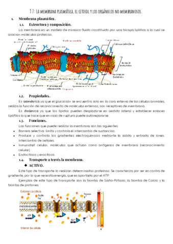 T7-Membrana-citosol-y-organulos-NO-membranosos.pdf
