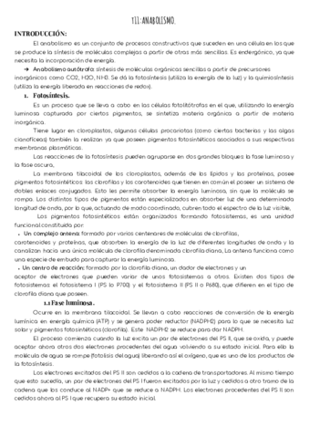 T11-Anabolismo.pdf